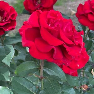 Meet your Posher, Archana